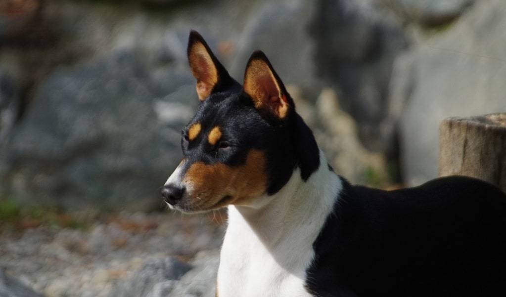 Quels sont les traits caractéristiques du Basenji ?