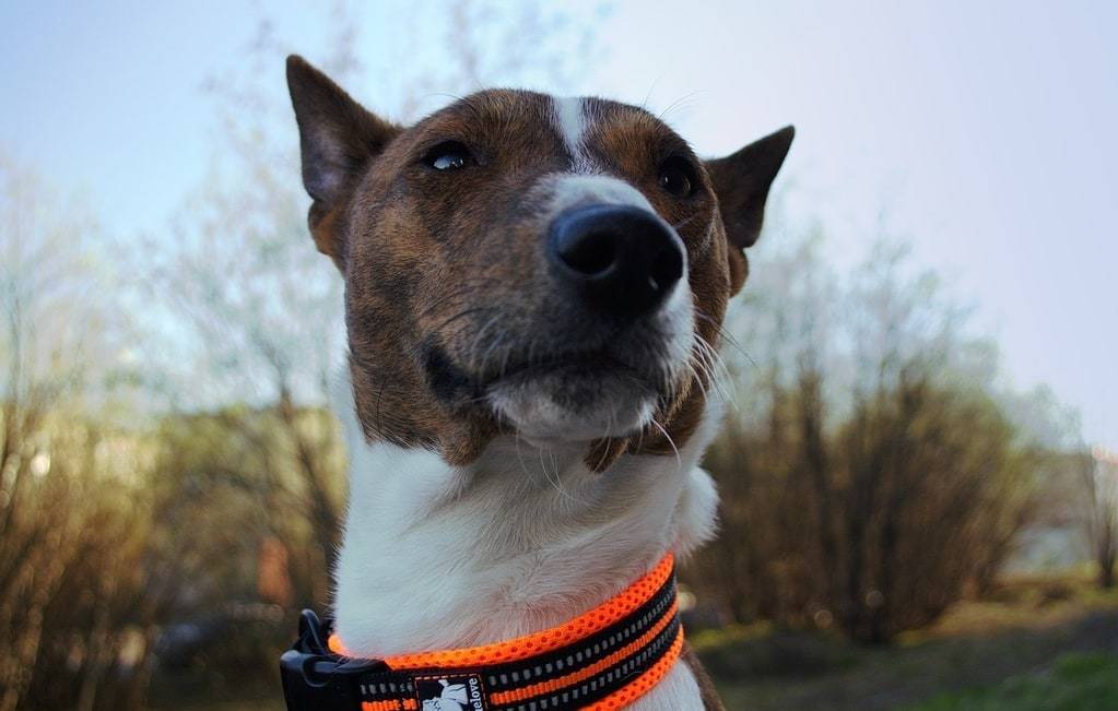 Comment nourir un Basenji