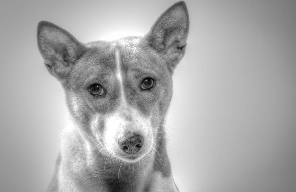 Comment prendre soin d'un Basenji ?