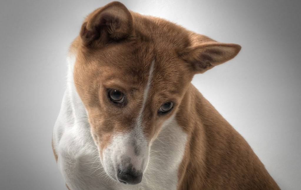 D'où vient le Basenji ?
