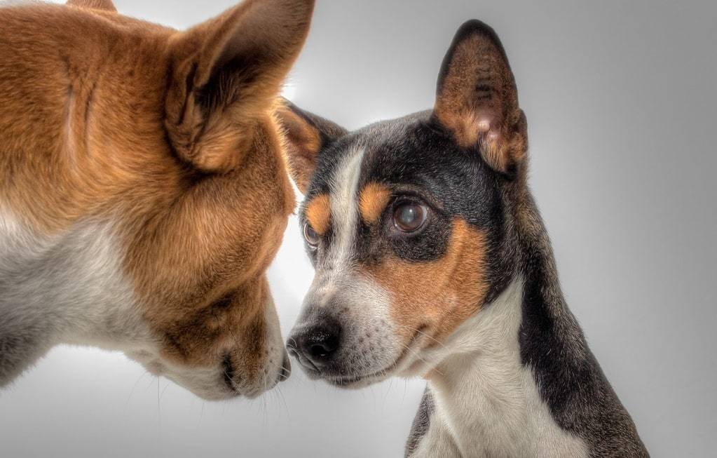 Comment élever un Basenji ?