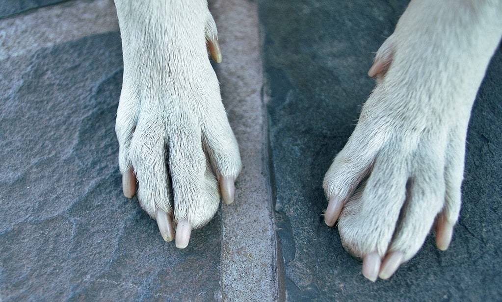 Comment élever un Basenji ?